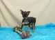 Miniature Pinscher Puppies for sale in Philadelphia, PA, USA. price: NA