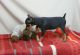 Miniature Pinscher Puppies for sale in Ogden, UT, USA. price: NA