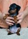 Charming Miniature Pinscher Puppies