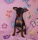 Miniature Pinscher Puppies for sale in Kensington, MD 20895, USA. price: $500