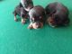 Miniature Pinscher Puppies for sale in Clinton, NC 28328, USA. price: $400