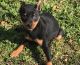 Miniature Pinscher Puppies for sale in Provo, UT, USA. price: NA