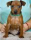 Miniature Pinscher Puppies for sale in Worcester, MA 01653, USA. price: $600