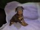 Miniature Pinscher Puppies for sale in Waupaca, WI 54981, USA. price: $1,000