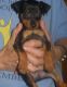 Miniature Pinscher Puppies for sale in Baltimore, MD, USA. price: $500