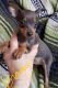 Miniature Pinscher Puppies for sale in Worcester, MA 01608, USA. price: $500