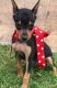 Miniature Pinscher Puppies for sale in Raleigh, NC 27668, USA. price: $500