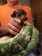Miniature Pinscher Puppies for sale in Waupaca, WI 54981, USA. price: NA