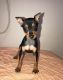 AKC registered Miniature Pinscher Puppies Available