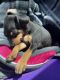 Miniature Pinscher Puppies for sale in Germantown, MD, USA. price: NA