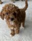Miniature Poodle Puppies for sale in Houston, TX, USA. price: $1,000
