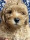 Miniature Poodle Puppies for sale in Texas City, TX, USA. price: NA