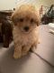 Miniature Poodle Puppies for sale in High Point, NC 27265, USA. price: $1,600