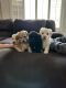 Miniature Poodle Puppies for sale in Peoria, AZ 85383, USA. price: $300