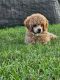 Miniature Poodle Puppies for sale in Niangua, MO 65713, USA. price: $900