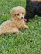 Miniature Poodle Puppies for sale in Niangua, MO 65713, USA. price: $1,000