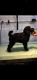 Miniature Poodle Puppies for sale in Clearwater, FL 33755, USA. price: NA