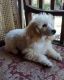 Miniature Poodle Puppies for sale in Gainesville, FL, USA. price: NA
