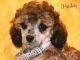 Miniature Poodle Puppies for sale in Orem, UT, USA. price: $1,500
