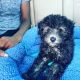 Miniature Poodle Puppies for sale in Longmont, CO, USA. price: $2,000