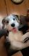 Miniature Schnauzer Puppies for sale in Depew, NY, USA. price: NA