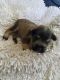 Miniature Schnauzer Puppies for sale in Louisa, KY 41230, USA. price: NA