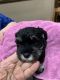 Miniature Schnauzer Puppies for sale in Edmond, OK, USA. price: $1,200