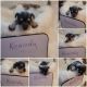 Miniature Schnauzer Puppies for sale in Baldwyn, MS 38824, USA. price: $500