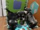 Miniature Schnauzer Puppies for sale in 60 Washburn Ave, Freeport, NY 11520, USA. price: NA