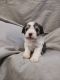 Miniature Schnauzer Puppies for sale in Honea Path, SC 29654, USA. price: $2,000