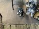 Miniature Schnauzer Puppies for sale in Newport News, VA, USA. price: $1,000