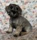 Miniature Schnauzer Puppies for sale in Las Vegas, NV 89148, USA. price: NA