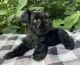 Miniature Schnauzer Puppies for sale in Staley, NC 27355, USA. price: NA