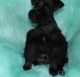 Miniature Schnauzer Puppies for sale in New York, NY, USA. price: NA