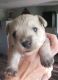 Miniature Schnauzer Puppies for sale in Campbellsport, WI 53010, USA. price: NA