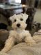 Miniature Schnauzer Puppies for sale in Tupelo, MS, USA. price: $1,000