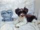 Miniature Schnauzer Puppies for sale in Helena, AL, USA. price: NA