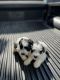 Miniature Schnauzer Puppies for sale in Hardyville, KY 42746, USA. price: NA