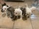 Miniature Schnauzer Puppies for sale in San Antonio, TX 78239, USA. price: NA
