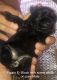 Miniature Schnauzer Puppies for sale in Mt Sterling, KY 40353, USA. price: NA