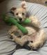 Miniature Schnauzer Puppies for sale in Henderson, NV 89002, USA. price: NA