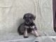 Miniature Schnauzer Puppies for sale in Platteville, WI 53818, USA. price: NA