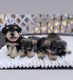 Miniature Schnauzer Puppies for sale in 60 Washburn Ave, Freeport, NY 11520, USA. price: NA