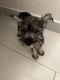 Miniature Schnauzer Puppies for sale in Brooklyn, NY, USA. price: NA