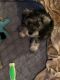Miniature Schnauzer Puppies for sale in Brandon, MS 39047, USA. price: $700