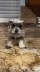 Miniature Schnauzer Puppies for sale in Las Vegas, NV, USA. price: NA