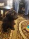 Miniature Schnauzer Puppies for sale in Fort Worth, TX, USA. price: NA