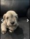 Miniature Schnauzer Puppies for sale in 3128 Baylor Cir, McDonough, GA 30253, USA. price: NA