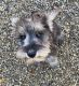 Miniature Schnauzer Puppies for sale in Frankfort, IN 46041, USA. price: NA