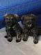Miniature Schnauzer Puppies for sale in Redlands, CA 92374, USA. price: NA